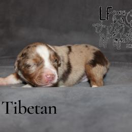 Tibetan - Red merle female Miniature American Shepherd puppy in Franklin, Kentucky from LF Ranch