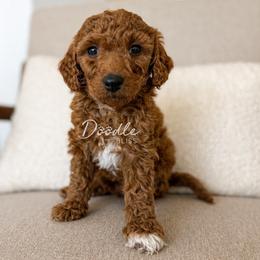 Blaze - Red  male Goldendoodle puppy in Gilbert, Arizona from Doodle Bliss