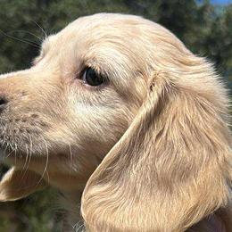 Dachshunds from Beanies Babies