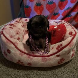 Mistletoe - Black and tan female Shih Tzu puppy in Delta, Colorado from Wachowicz Shihtzu