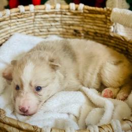 Mink - Merle female Pomsky puppy in Greenville, South Carolina from Thicketty Mountain Pomskies