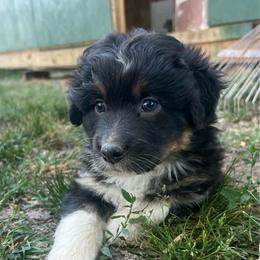 Glenn - Black tri-color male Australian Shepherd puppy in Scottsville, Virginia from Cedar Creek Aussies