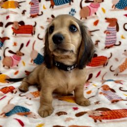 Samhain - Red male Dachshund puppy in Minnesota from Scarletson Dachshunds