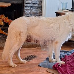 German Shepherd Puppies from Ocoee Valley German Shepherd Dogs