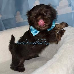 Pup Pup 2 - Chocolate and tan male Shih Tzu puppy in Los Angeles, California from For the Love of Shih Tzus