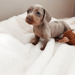 Koa - Dapple male Dachshund puppy in San Diego, California from Enchanted little dachshunds