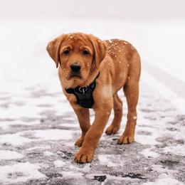 Labrador Retriever Puppies from State of Grace Southern Red Labs