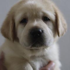 Fourth girl - Yellow female Labrador Retriever puppy in Williston, Florida from Royal K Labradors