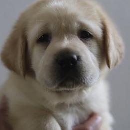Fourth girl - Yellow female Labrador Retriever puppy in Williston, Florida from Royal K Labradors