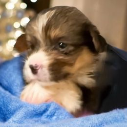 Pembroke Welsh Corgi Puppies from Haggard Family Corgis