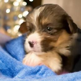 Pembroke Welsh Corgi Puppies from Haggard Family Corgis