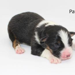 Patty - Black tri-color female Australian Shepherd puppy in Camp Springs, Kentucky from Diamond Paws Australian Shepherds