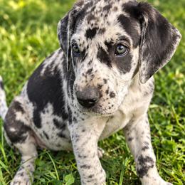 Female 4 - Merle female Great Dane puppy in Mayfield, New York from Sacandaga Danes