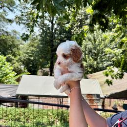Boy 1 - Parti male Goldendoodle puppy in Calhoun, Georgia from Happy Top Doodles