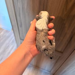 Blue Merle parti male - Merle male Goldendoodle puppy in Vallejo, California from Well Rooted Doodles