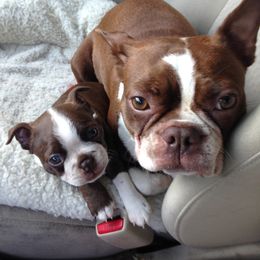Boston Terrier Puppies from The Boston Puppy