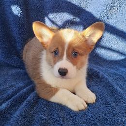 Jughead - Red male Pembroke Welsh Corgi puppy in Castle Rock, Washington from Heckman Corgis