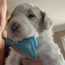 English Springer Spaniel, Poodle, and Springerdoodle Puppies from SpringerDoodles at the Beach