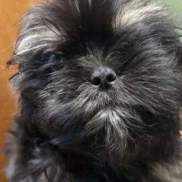 Duster - Black and tan male Shih Tzu puppy in Corpus Christi, Texas from Pam Crump Shih Tzu