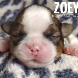 Zoey - Red and white female Shih Tzu puppy in Peoria, Arizona from Loyal Shih Tzu