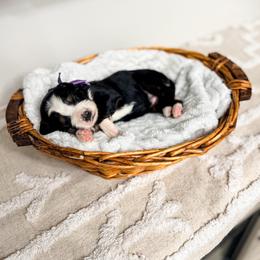 Venice - Tri-color female Bernedoodle puppy in West Haven, Utah from Split Mountain Doodles