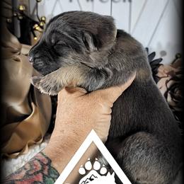 Lumen - Blue male German Shepherd puppy in Sequim, Washington from German Shepherd Haus