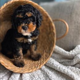 Maui - Black phantom female Aussiedoodle puppy in Saint Cloud, Florida from Jagged Oaks Farm
