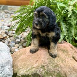 Bernedoodle and Whoodle Puppies from Genesis Family Farm