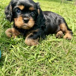 Cavalier King Charles Spaniel Puppies from Reynolds Farms Cavaliers