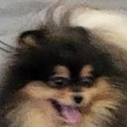 Magic - Pomeranian