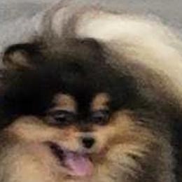 Magic - Pomeranian