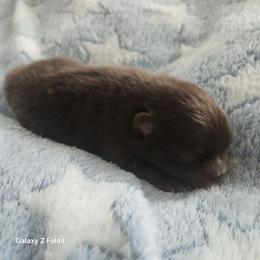 Chocolate and tan mismark 3,500 dollars - Chocolate and tan male Pomeranian puppy in Amelia, Ohio from Boujee Puff Poms