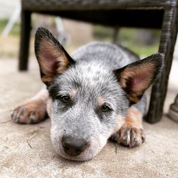 Australian Cattle Dog Puppies from DoReMi ACDs