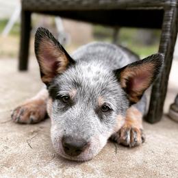 Australian Cattle Dog Puppies from DoReMi ACDs