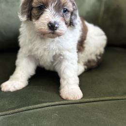 Kelly - Brown merle female Aussiedoodle puppy in Lake City, Florida from North Florida Poodles and Doodles