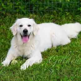 Hailey - Golden Retriever