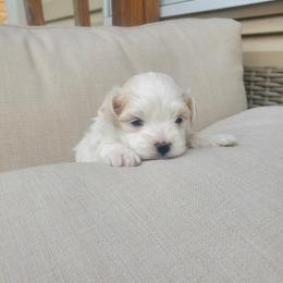 Maria - White female Maltese puppy in Chambersburg, Pennsylvania from Vazquez Maltese
