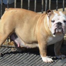 Earhart - Bulldog