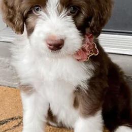 Aussiedoodles, Goldendoodles, and Miniature Australian Shepherds from Clover Bar Kennels