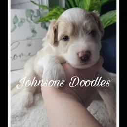 Aussiedoodle, Bernedoodle, and Goldendoodle Puppies from Johnson's Doodles