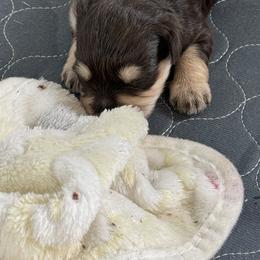 Miniature Schnauzer Puppies from PK Mini Schnauzers