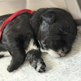Red 'Ellie' - Black female Schnoodle puppy in Saint Augustine, Florida from Gunnie Luv, LLC