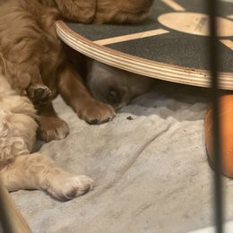 Goldendoodle Puppies from Teddy Grace Doodles