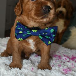Australian Labradoodle Puppies from Snooze and Sniff Labradoodles