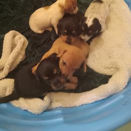 Boy 2 - Blue and tan male Dachshund puppy in Warrenville, South Carolina from Sherman's Dachshunds