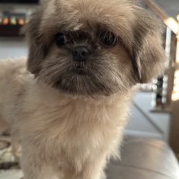 Shih Tzu Puppies from Magnolia Tzus