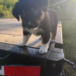 Daisy - Black tri-color female Australian Shepherd puppy in Columbia, Kentucky from Caywood Aussies