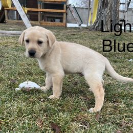 Labrador Retriever Puppies from Dutson Labs