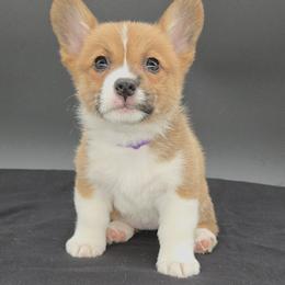 German Shepherd and Pembroke Welsh Corgi Puppies from J&R Shepherds & Corgis