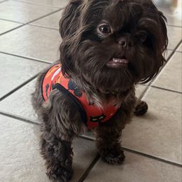 Poppy - Shih Tzu